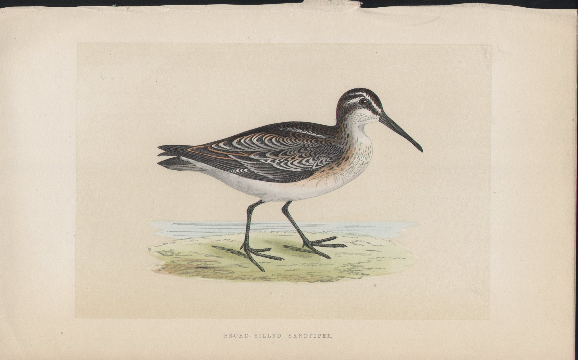 Wood - Broad-billed Sandpiper - Fawcett